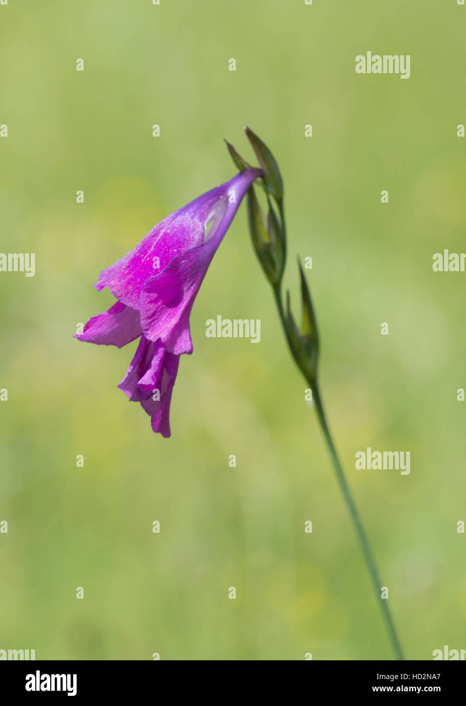 Primo piano di gladiolo selvatico (Gladiolo illyricus) Fiore in prato in Grecia Foto Stock