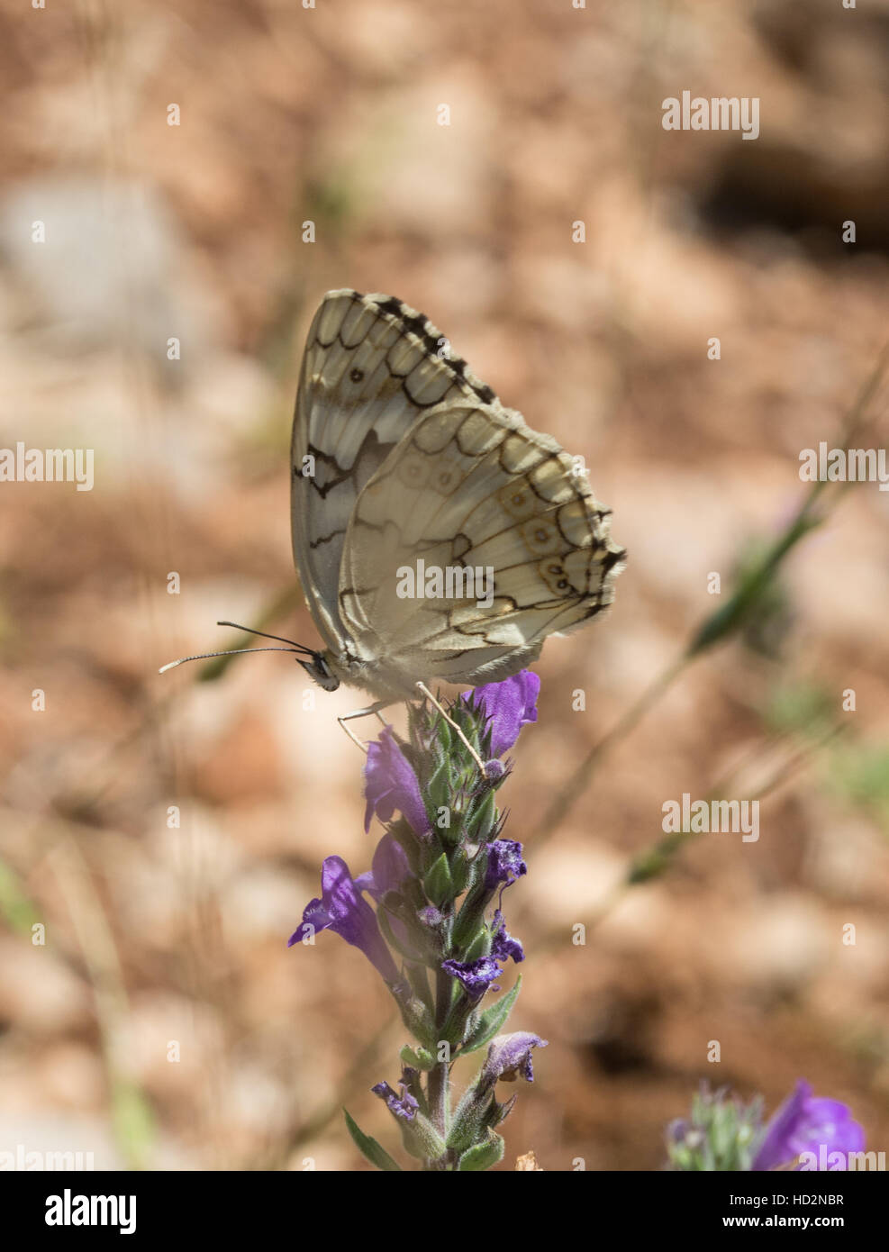 Balcani bianco marmo butterfly (Melanargia larissa) in Grecia Foto Stock