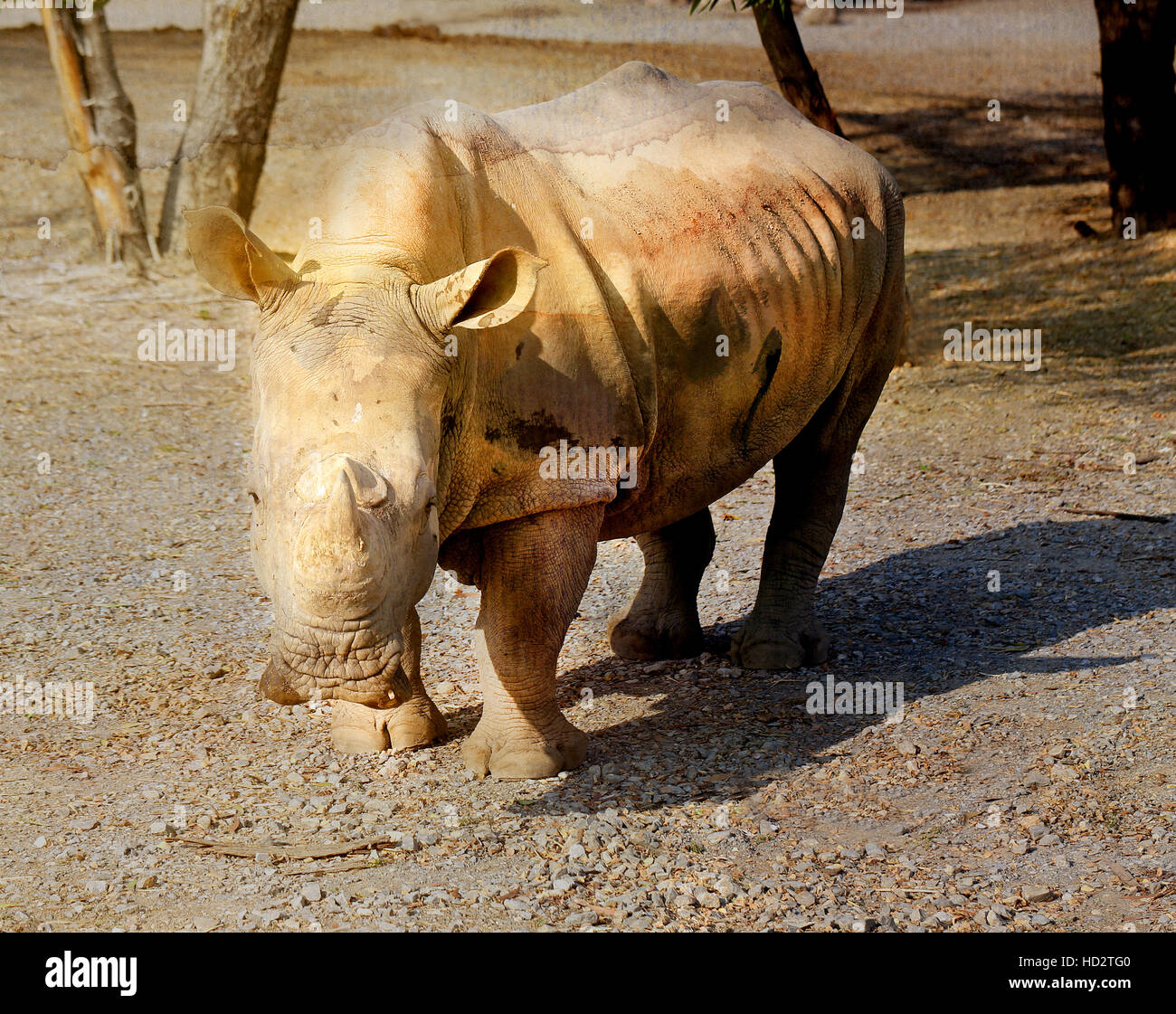 Bella Rhino in Safari di Bangkok fotografia closeup Foto Stock