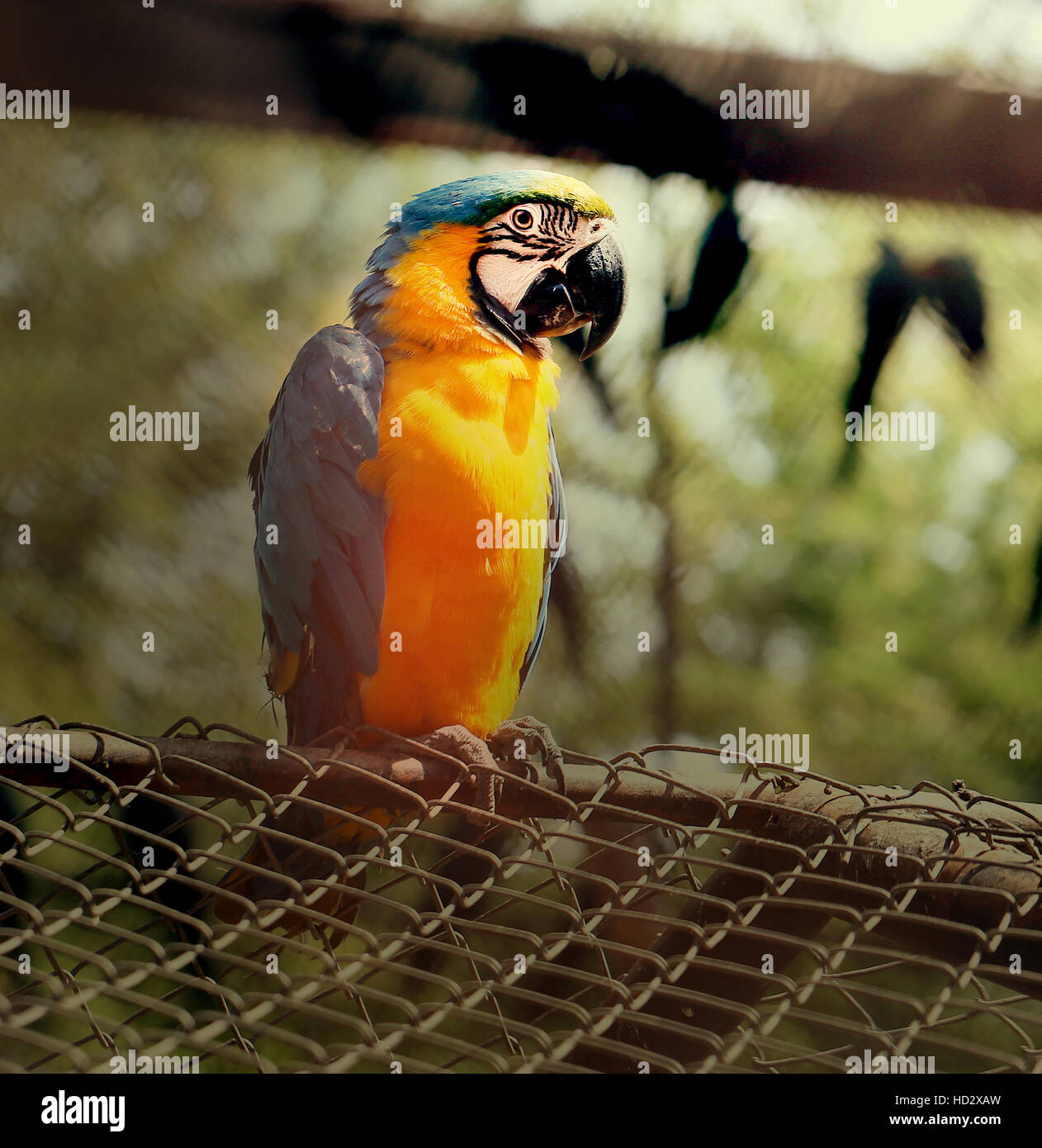 Grande e bel pappagallo macaw fotografato in close-up Foto Stock