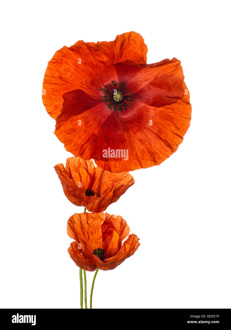 Bella Fiandre papaveri. Isolato su bianco. Foto Stock