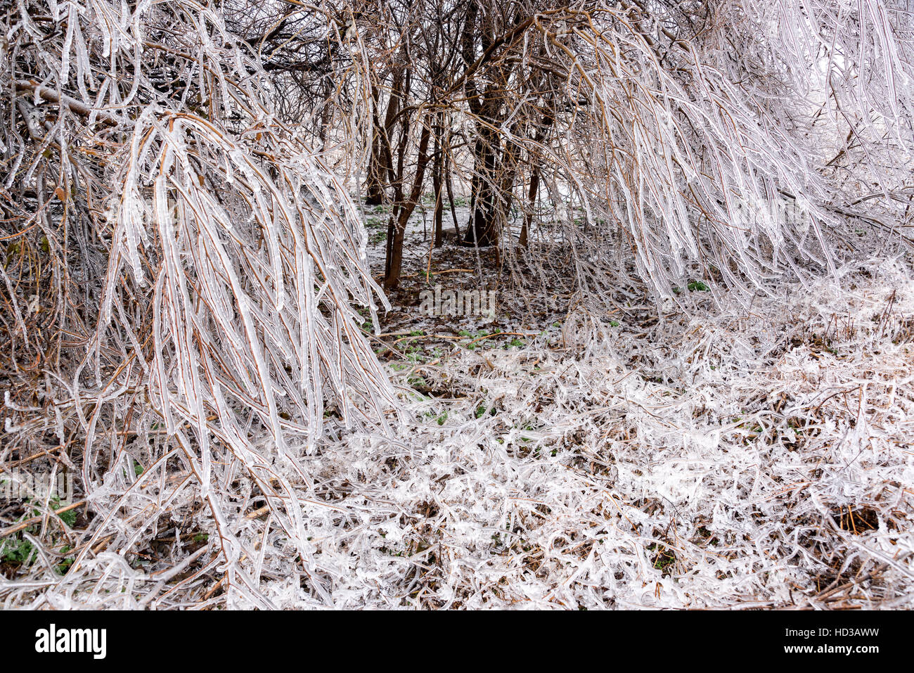 Alberi vicino Burrton, Kansas ricoperto di ghiaccio dopo una tempesta di neve Foto Stock