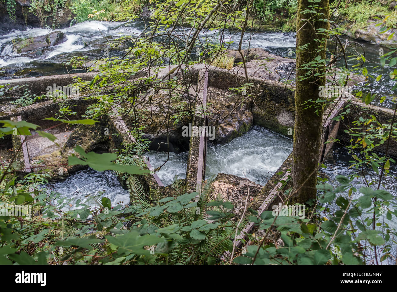 Una vista di una scaletta di pesce sul fiume Deschutes in Tumwater, Washington. Foto Stock