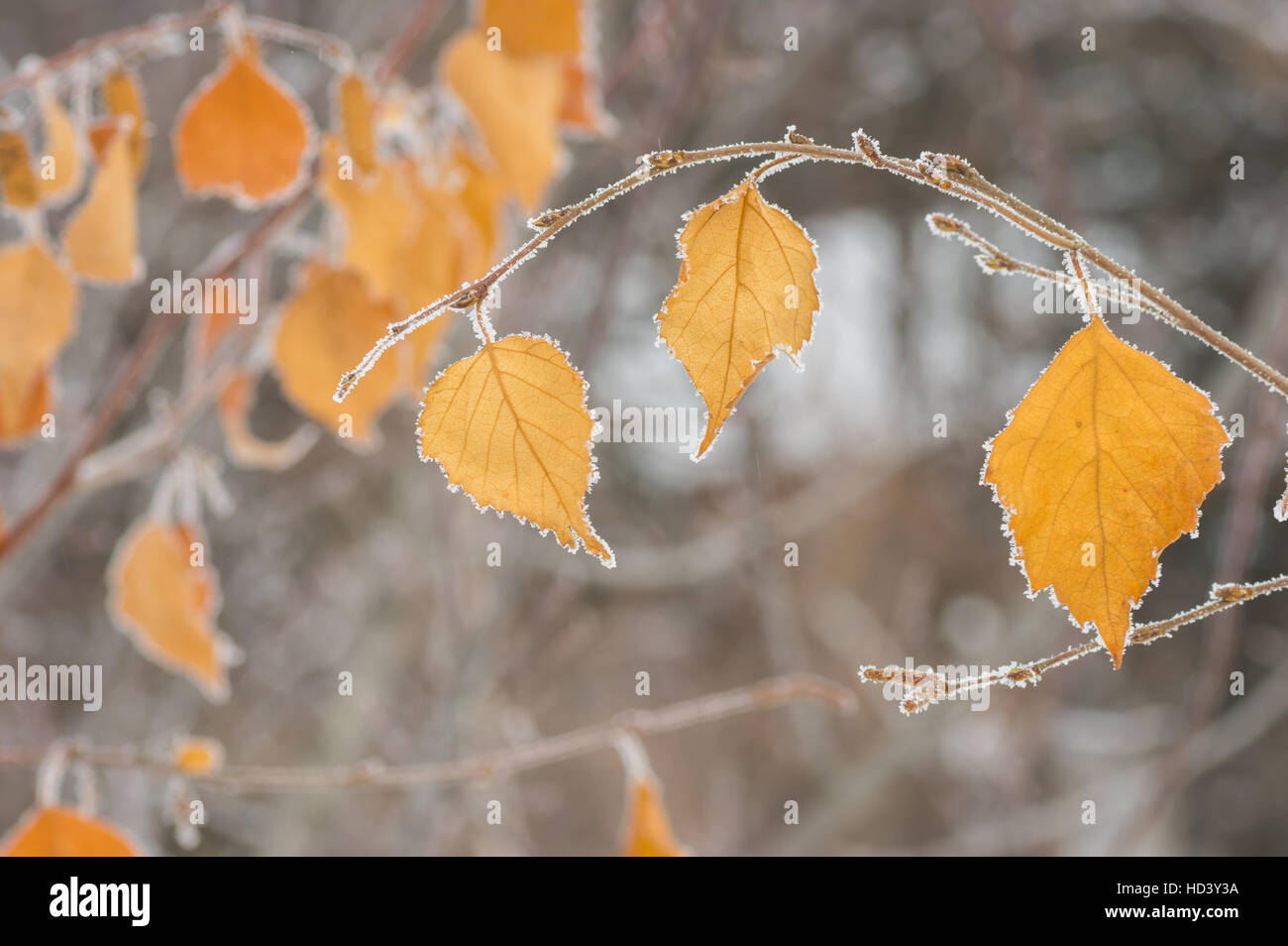 Il fogliame autunnale sul ramo di albero sotto la prima trasformata per forte gradiente Foto Stock