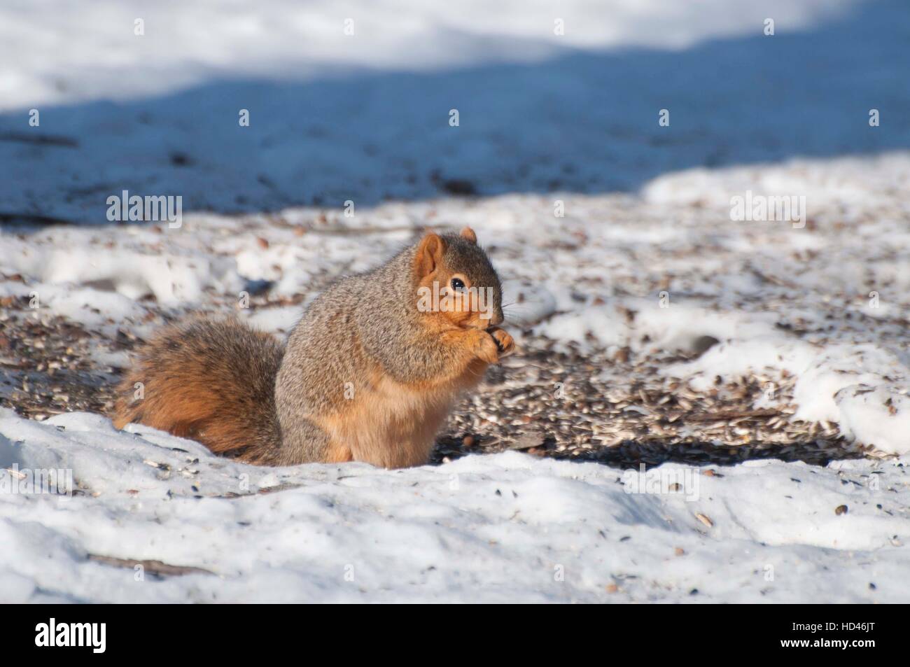 Fox Squirrel seduti su coperti di neve Foto Stock