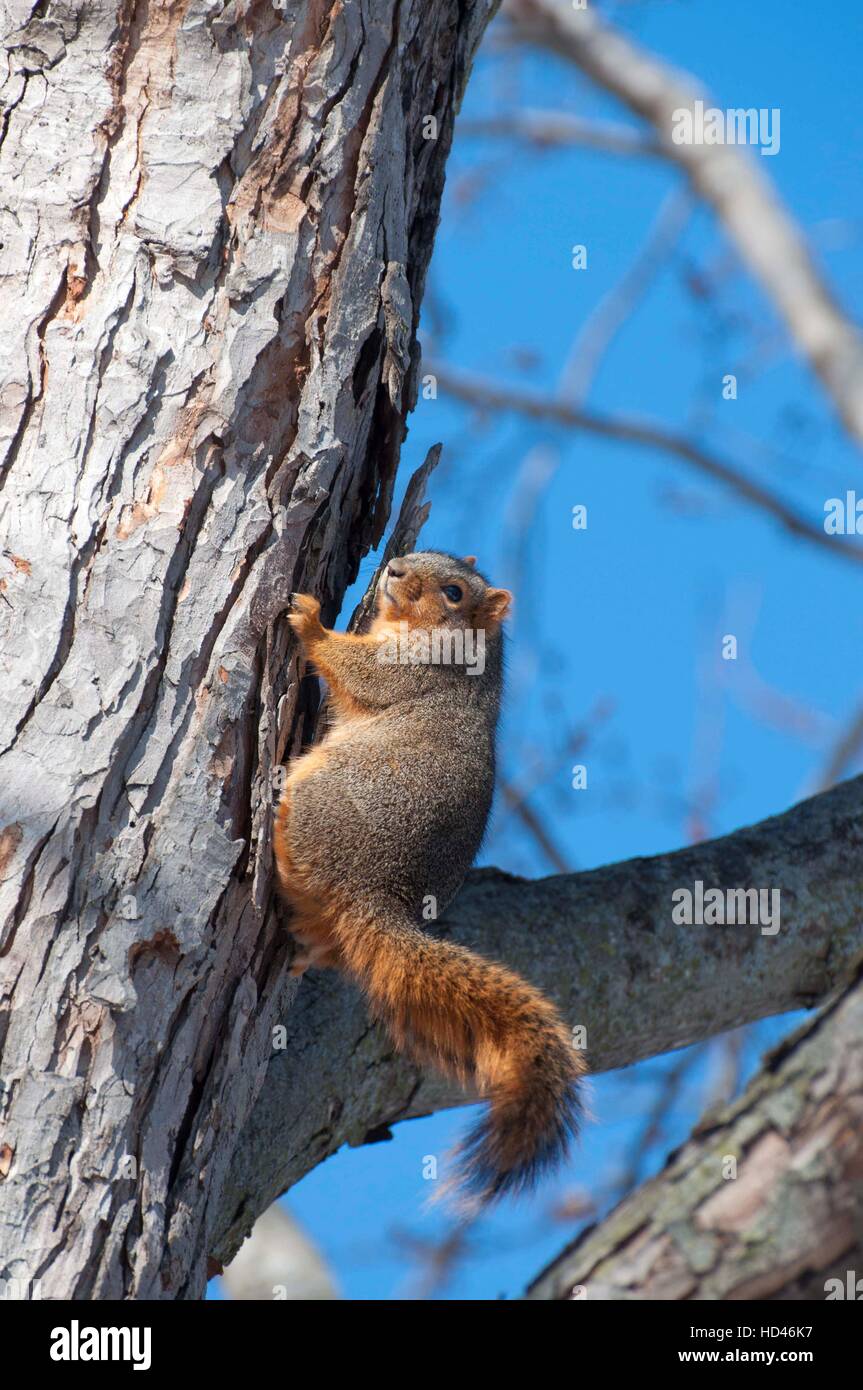 Fox Squirrel rampicante Foto Stock