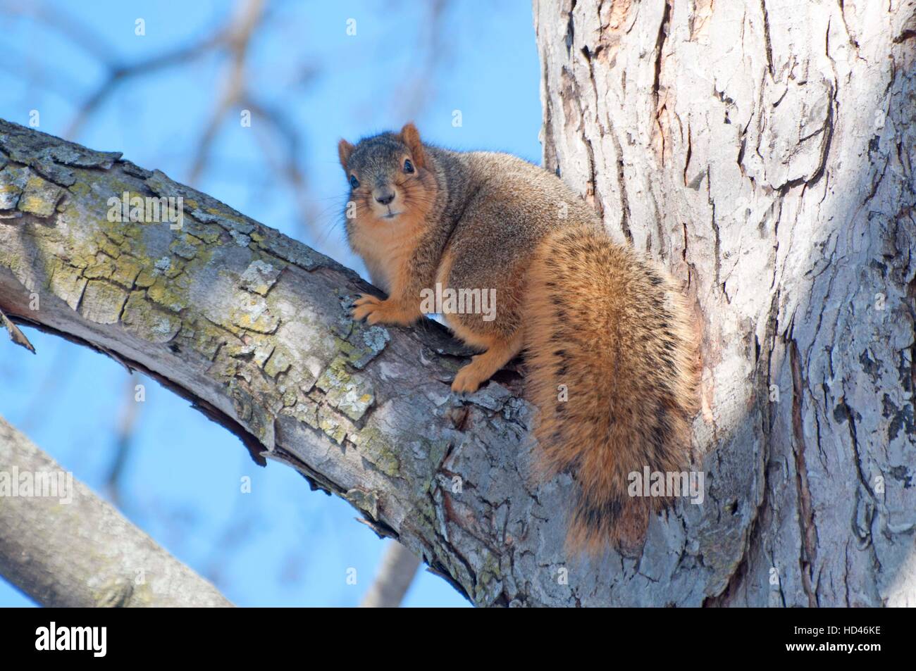 Fox Squirrel sul lembo di albero Foto Stock