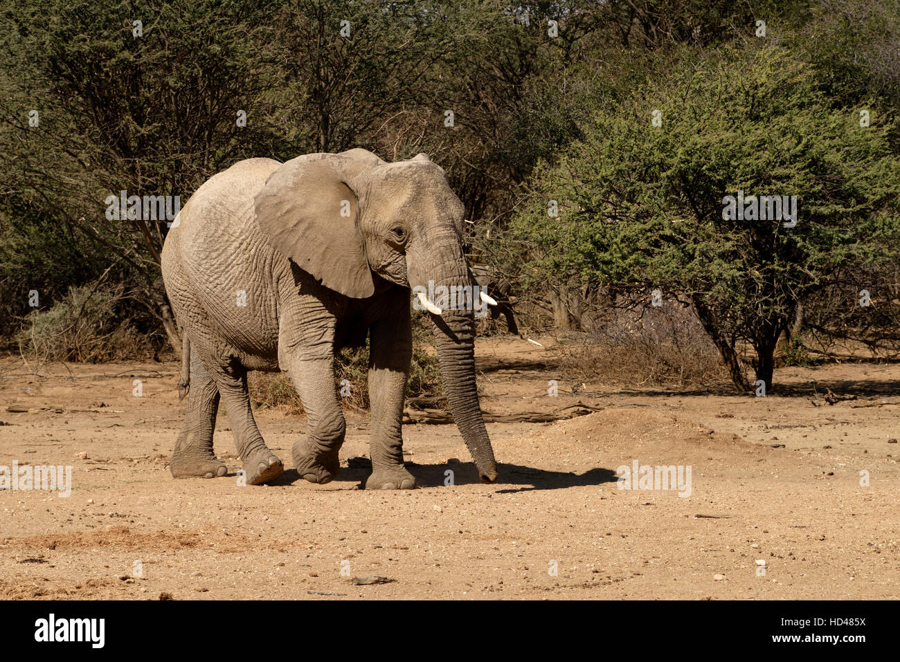 Vacca di elefante africano (Loxodonta africana) in Erindi Riserva Privata vicino Omaruru, Regione di Erongo, Namibia Foto Stock