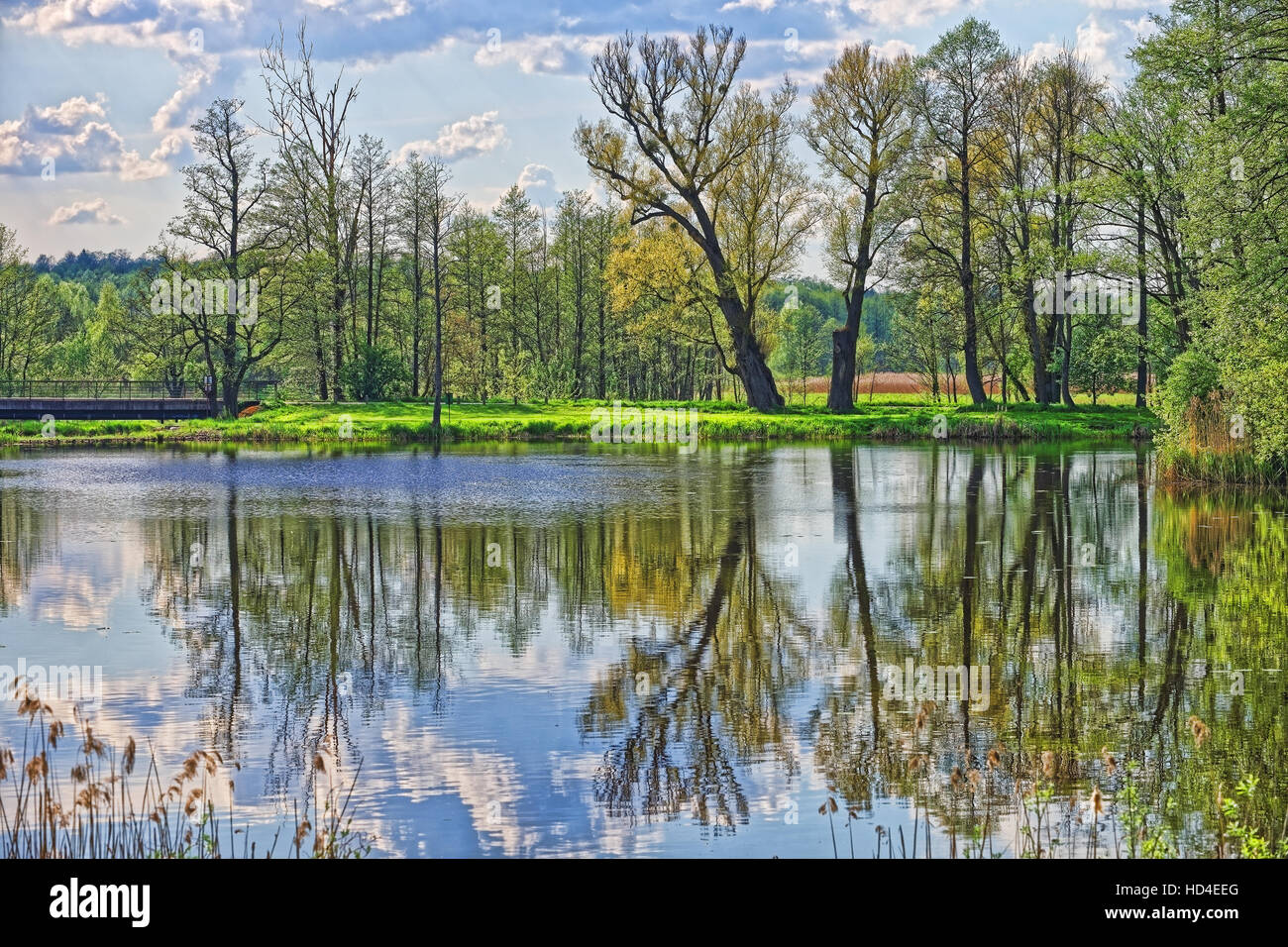 Alberi specchiata con un laghetto in Bialowieza Parco Nazionale come una parte di Belovezhskaya Pushcha parco nazionale in Polonia. Foto Stock