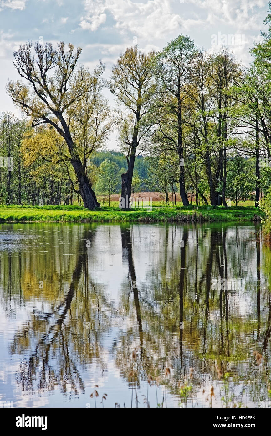Alberi con mirroring in un stagno a Bialowieza Parco Nazionale come una parte di Belovezhskaya Pushcha parco nazionale in Polonia. Foto Stock