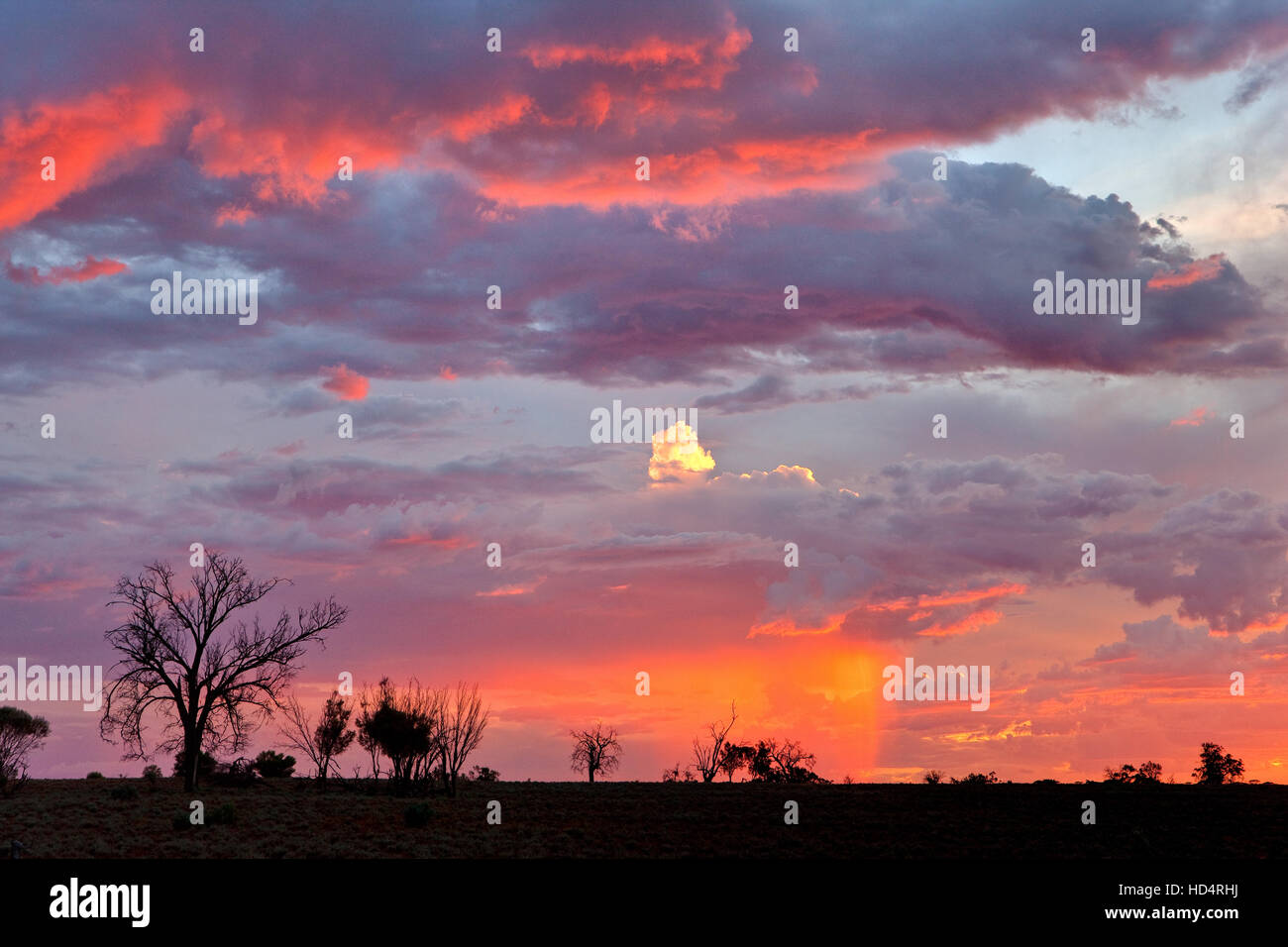 Savana Australiana al tramonto durante una calda outback australiano Estate. Foto Stock