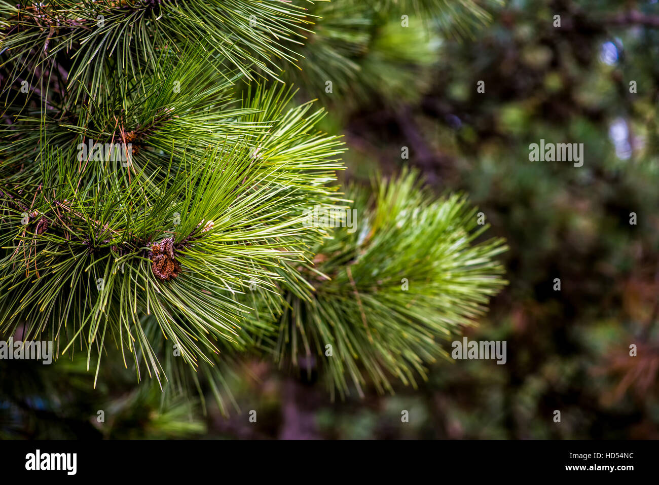 Ramo di pino nella luce naturale Foto Stock