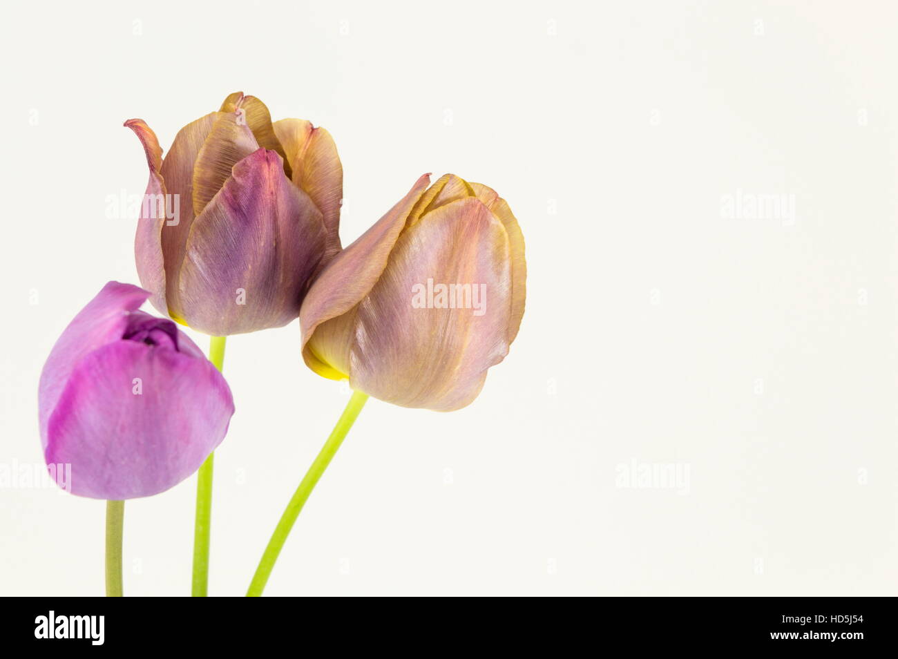 Tulipani viola bianco su sfondo tessili Foto Stock