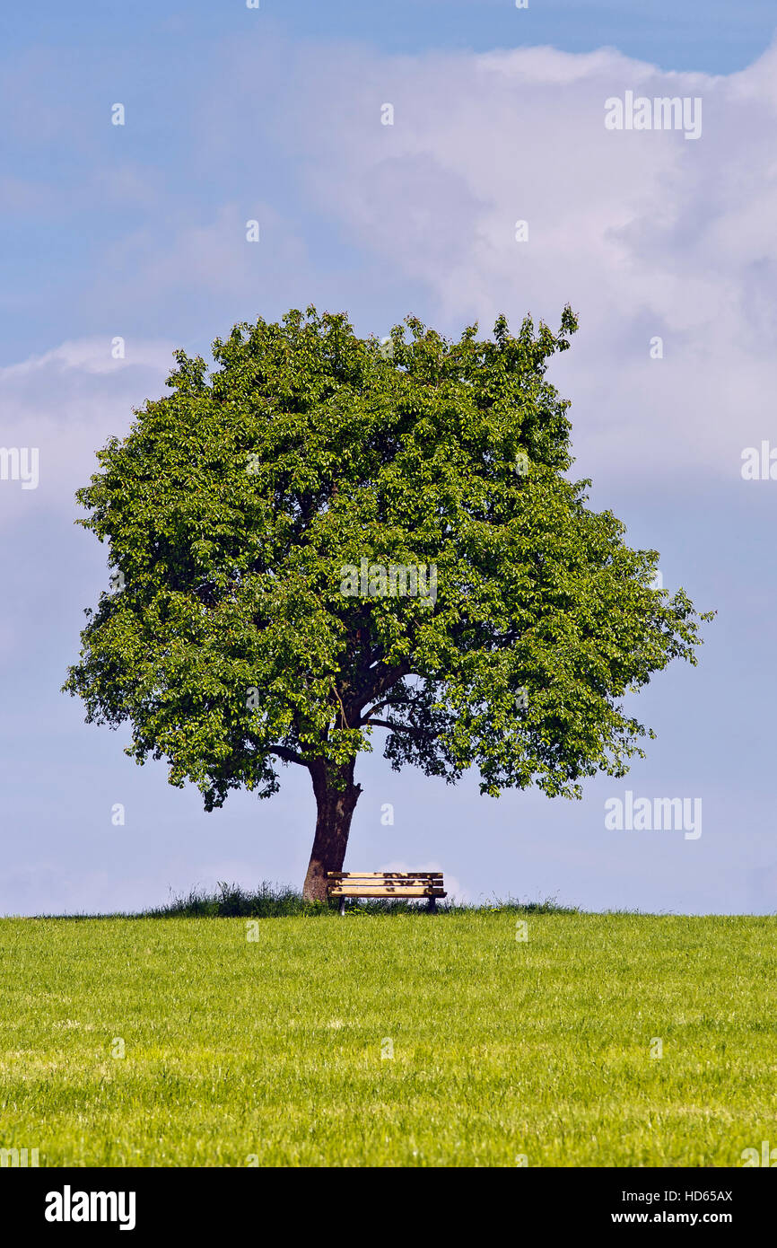 Pera (Pyrus sp.) tree e panca, albero solitario, Baden-Württemberg, Germania Foto Stock