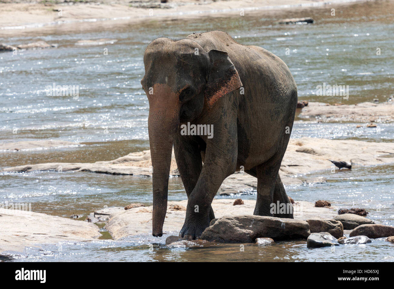 O asiatico Elefante asiatico (Elephas maximus) di balneazione in Maha Oya River, Elefanti Pinnawala Orfanotrofio, Pinnawala Foto Stock