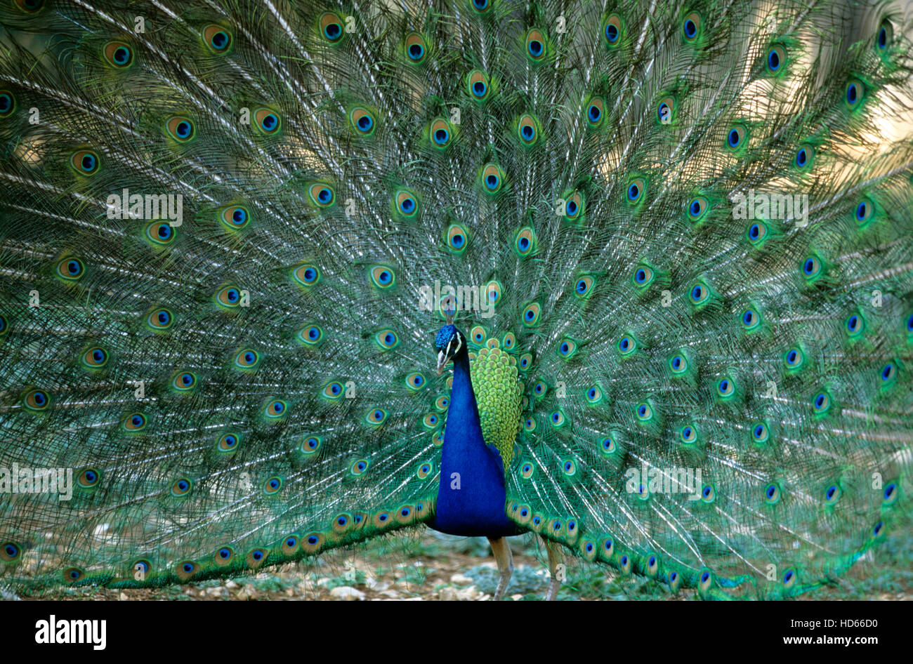 Peacock (Pavo cristatus), maschio, visualizzando la sua coda per il corteggiamento Foto Stock