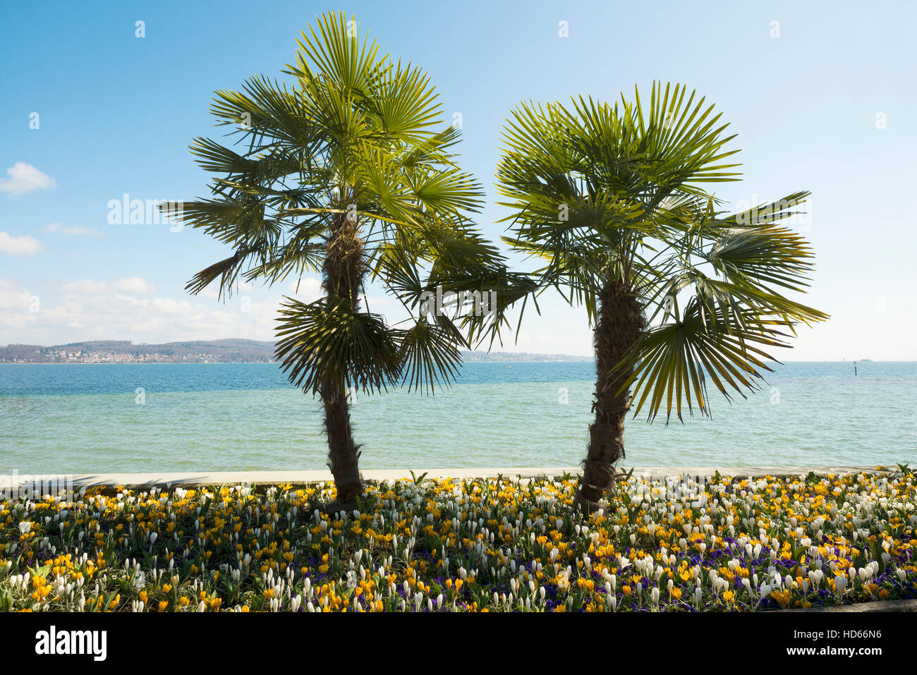 Fioriture di crochi in aiuola con alberi di palma, la molla, Isola di Mainau, isola dei fiori, di Costanza e il Lago di Costanza Foto Stock