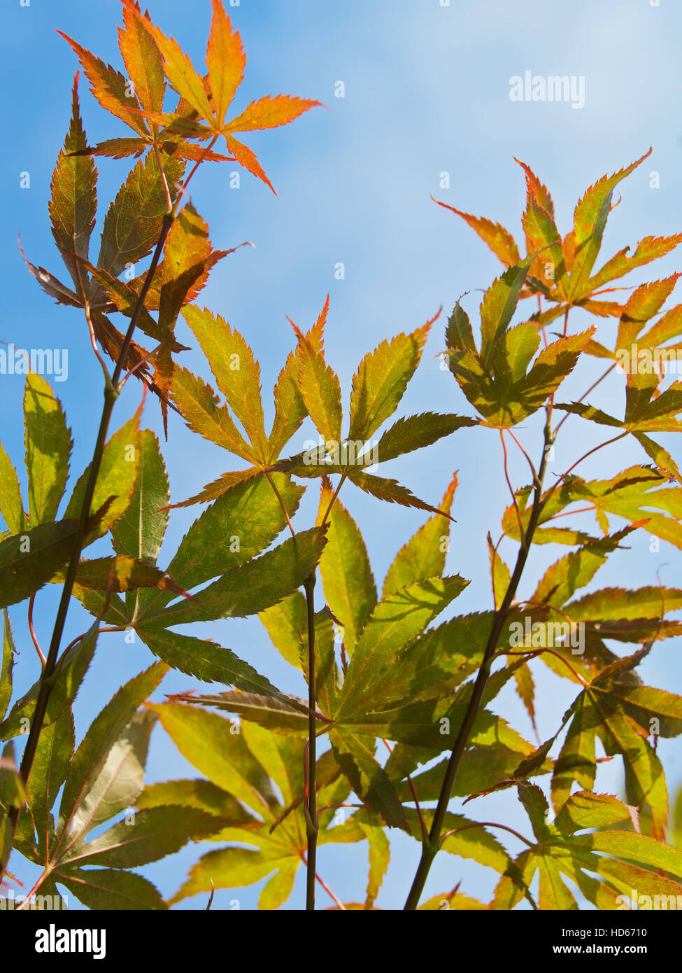 Acero giapponese (Acer palmatum Dissectum) Foto Stock