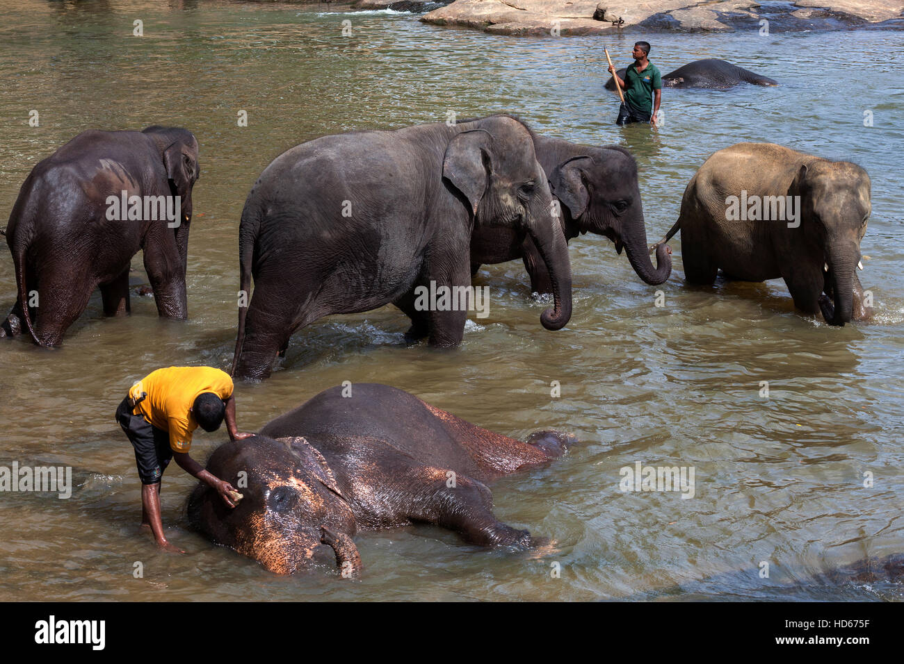 Pulire Mahouts elefanti asiatici (Elephas maximus), Maha Oya River, Pinnawala l'Orfanotrofio degli Elefanti, provincia centrale, Sri Lanka Foto Stock