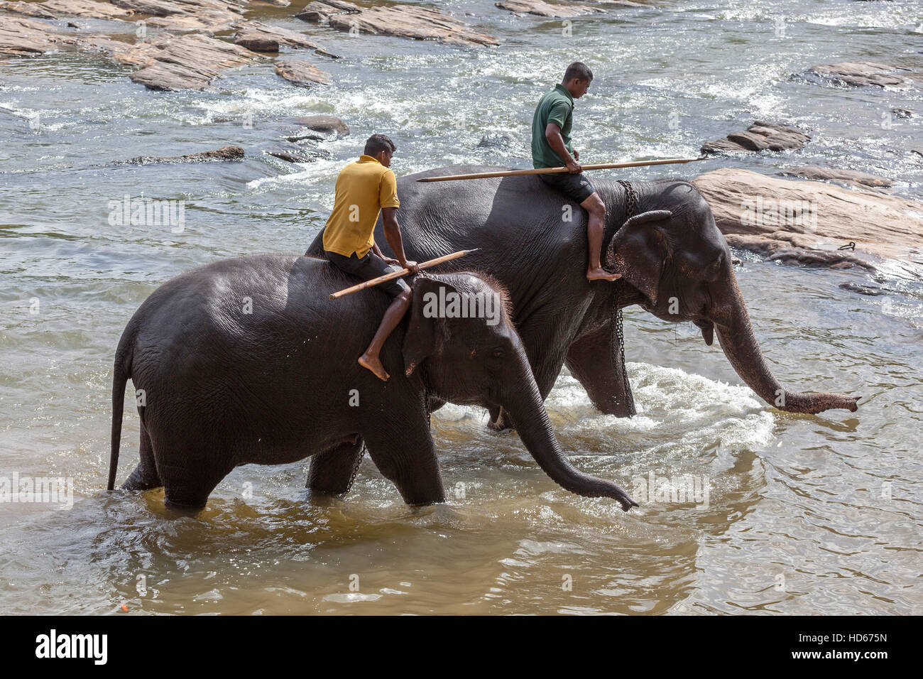 Mahouts ride elefanti asiatici (Elephas maximus), Maha Oya River, Pinnawala l'Orfanotrofio degli Elefanti, provincia centrale, Sri Lanka Foto Stock