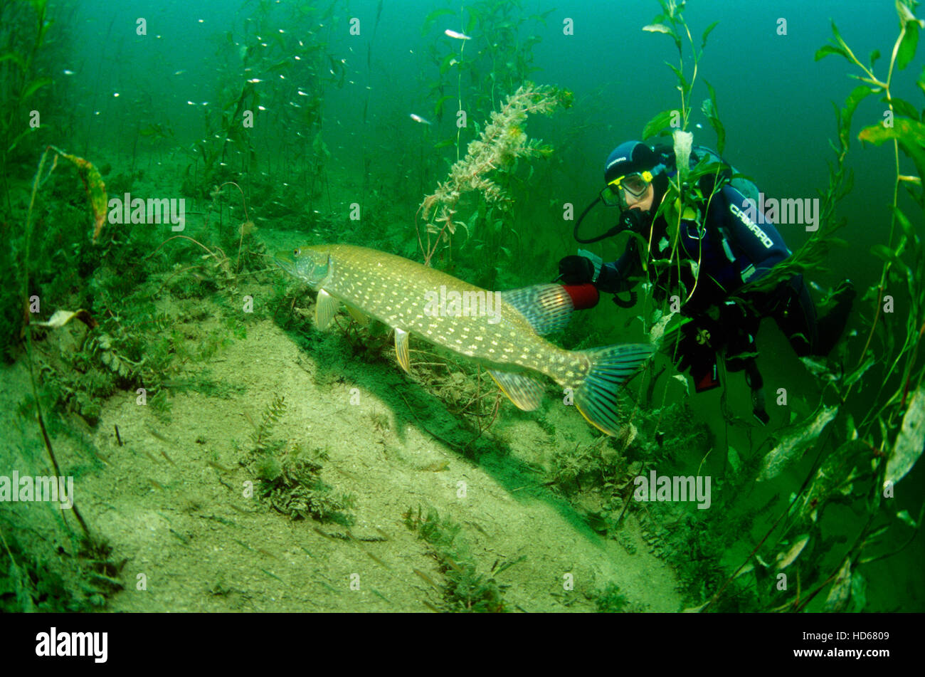 Scuba Diver osservando una Northern luccio (Esox lucius), il lago Erlauf, Maria Zell, Stiria, Austria, Europa Foto Stock