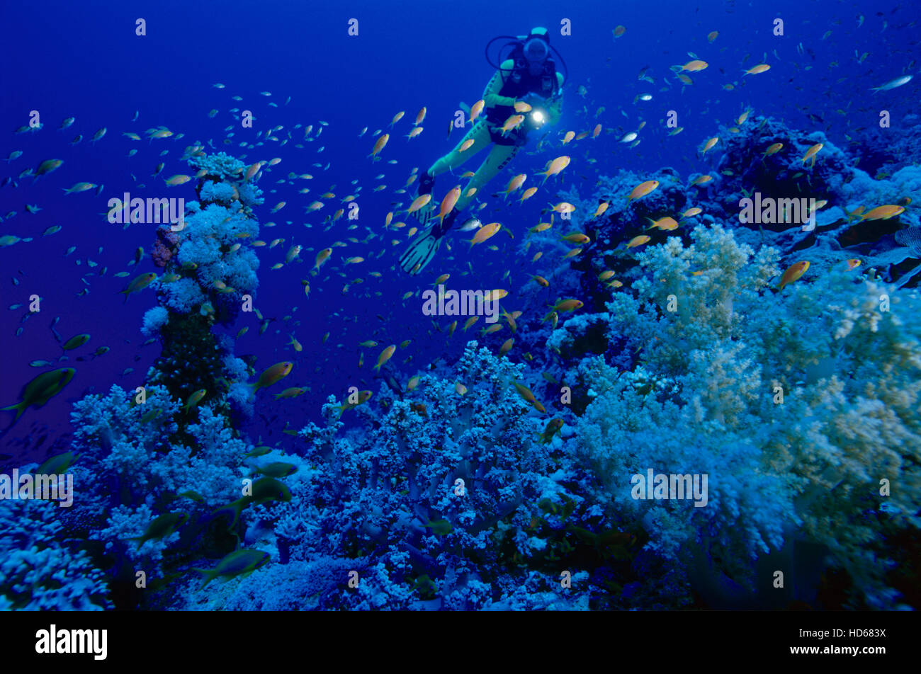 Donna subacqueo il mare di osservazione della fauna e della flora selvatiche, Mar Rosso, Egitto, Africa Foto Stock