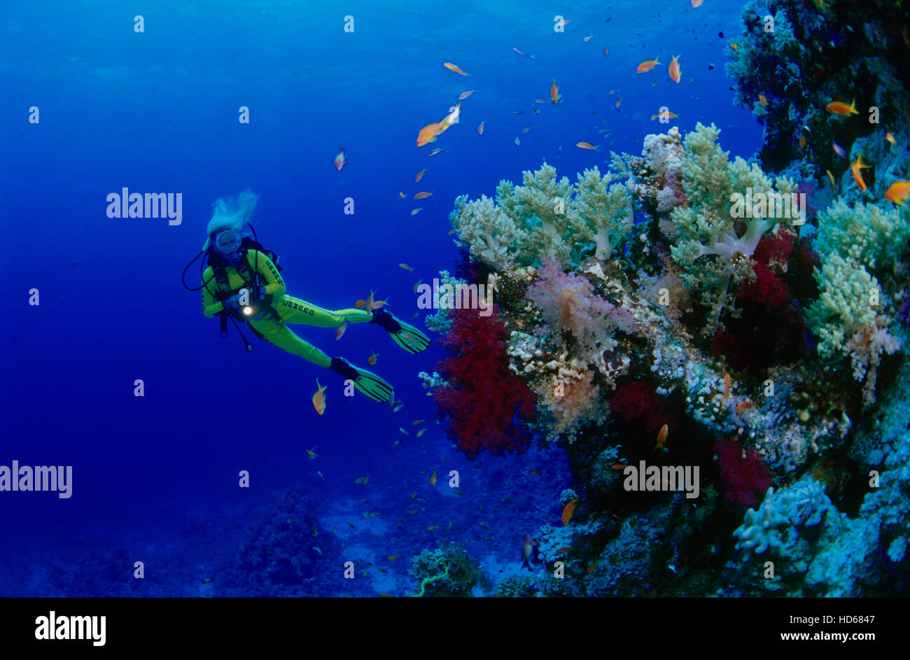 Femmina di scuba diving osservando la fauna e la flora in Mar Rosso, Egitto, Africa Foto Stock