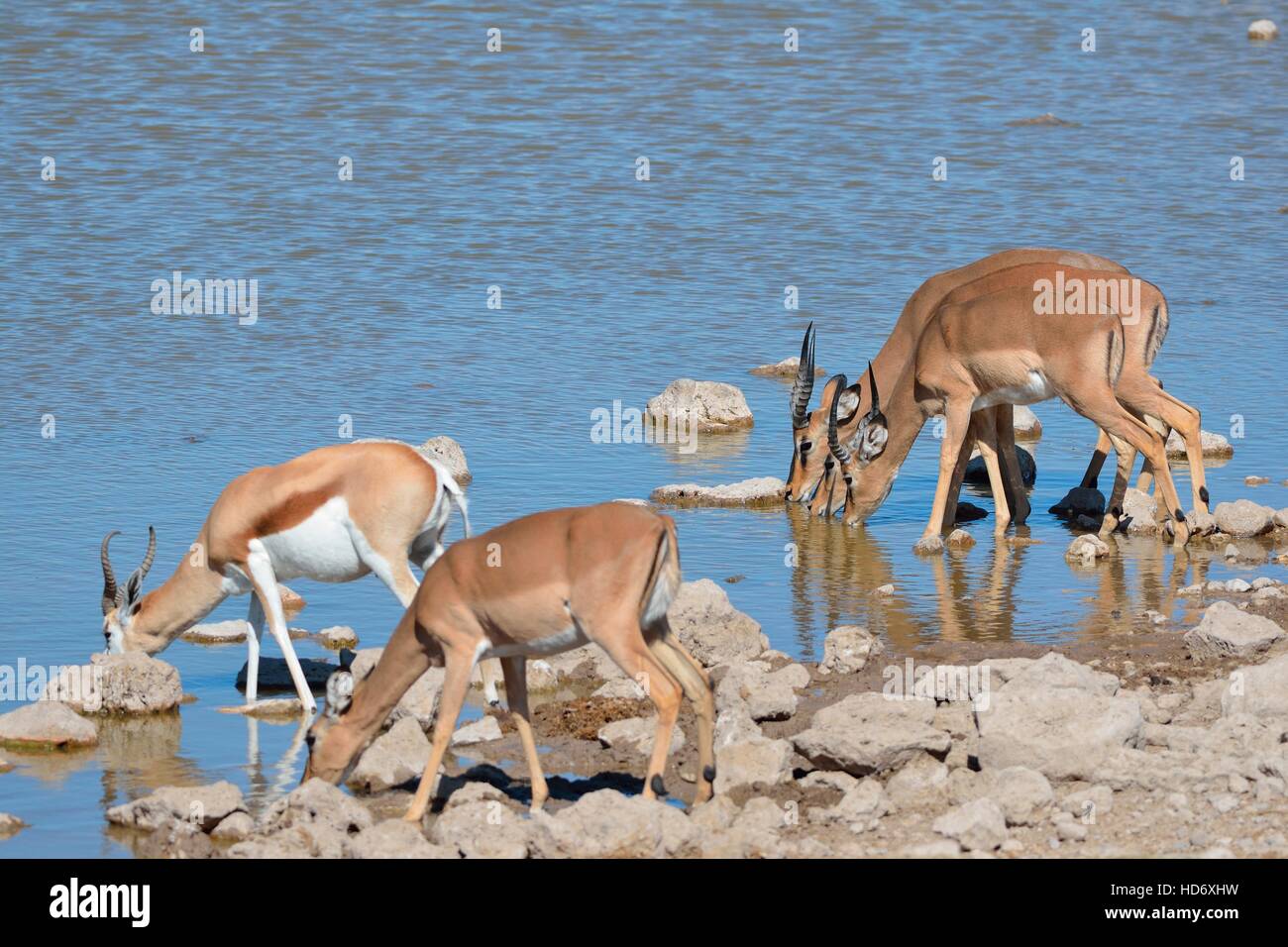 Quattro per il nero-di fronte impala (Aepyceros melampus petersi) e uno springbok (Antidorcas marsupialis), bere, Etosha N.P, Namibia Foto Stock