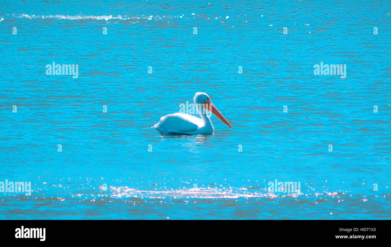Pelican galleggianti sull'acqua Foto Stock
