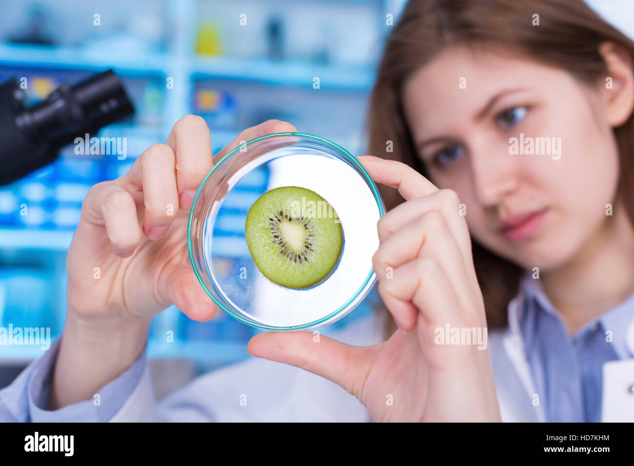 Modello rilasciato. Donna che guarda la kiwi in piastra petri. Foto Stock