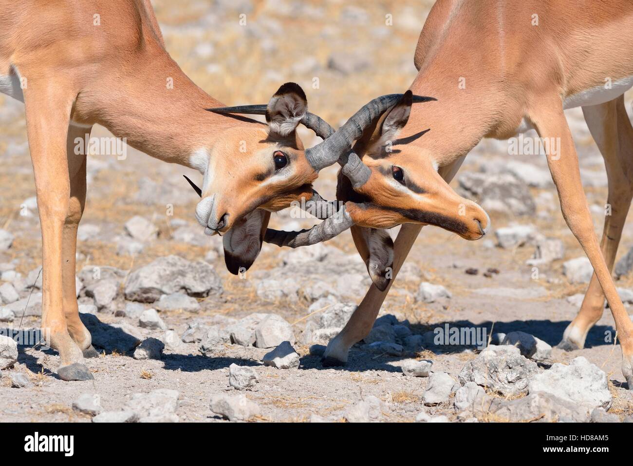 Nero-di fronte impala (Aepyceros melampus petersi), due maschi combattimenti, il Parco Nazionale di Etosha, Namibia, Africa Foto Stock