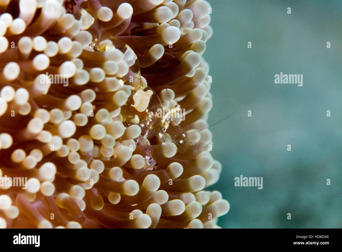 Piccoli gamberi anemone sono praticamente invisibili all'occhio inesperto. Come pure essendo piccolo sono chiare, il Perfetto mimetismo. Foto Stock