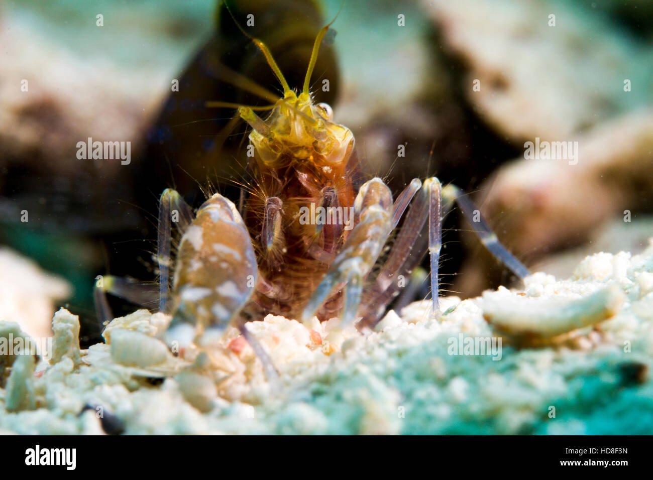 La sorprendente e quasi completamente cieco ghiozzo gamberetto. Underwater Koh Tao Foto Stock