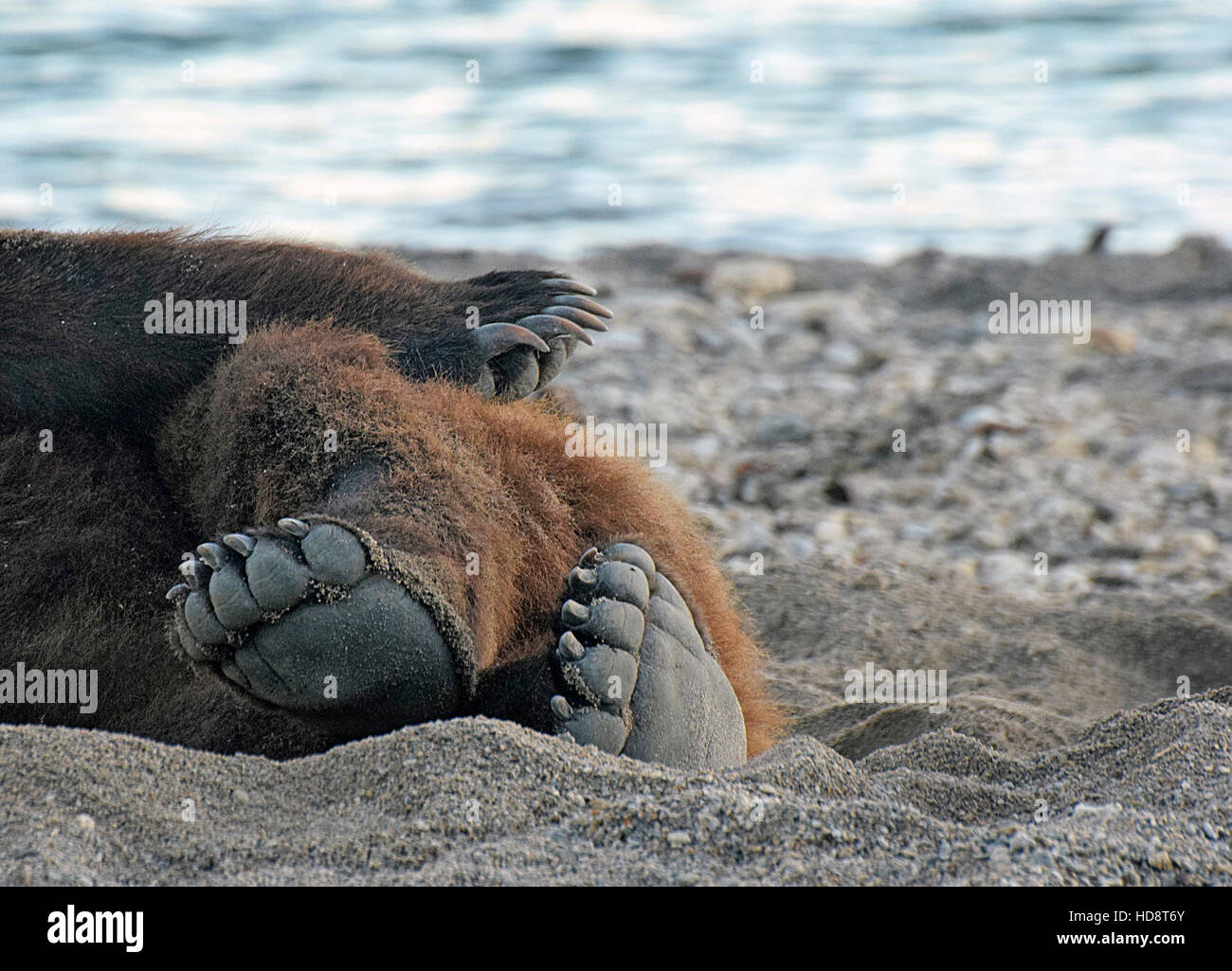Penisola di kamchatka russia Foto Stock