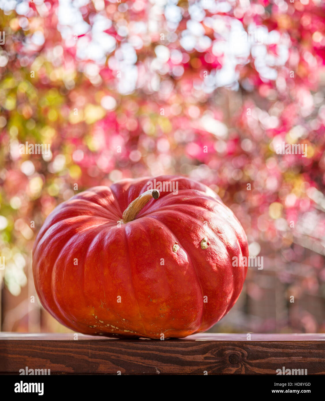 La zucca e sfocata foglie rosse sullo sfondo. Foto Stock