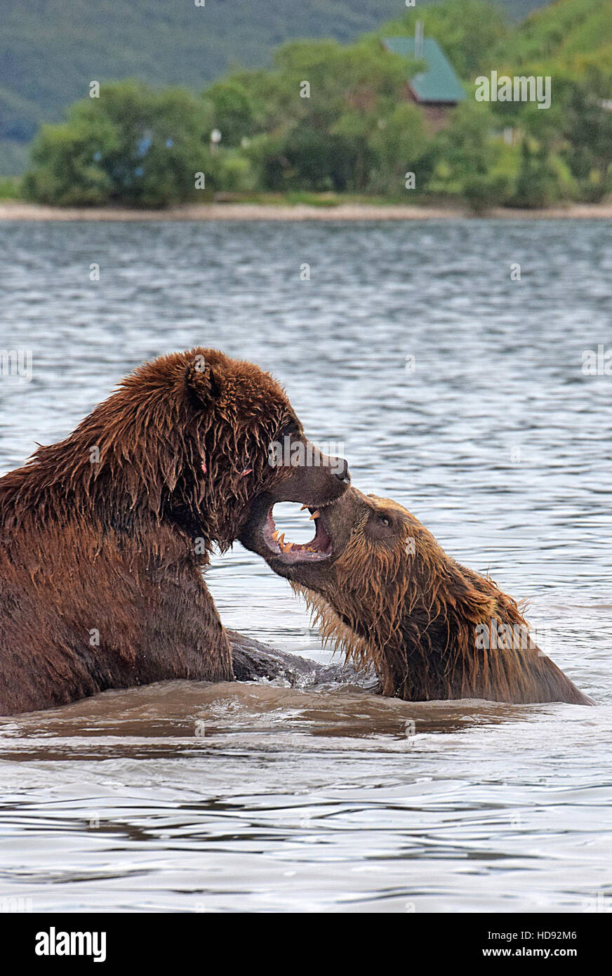 Penisola di kamchatka russia Foto Stock