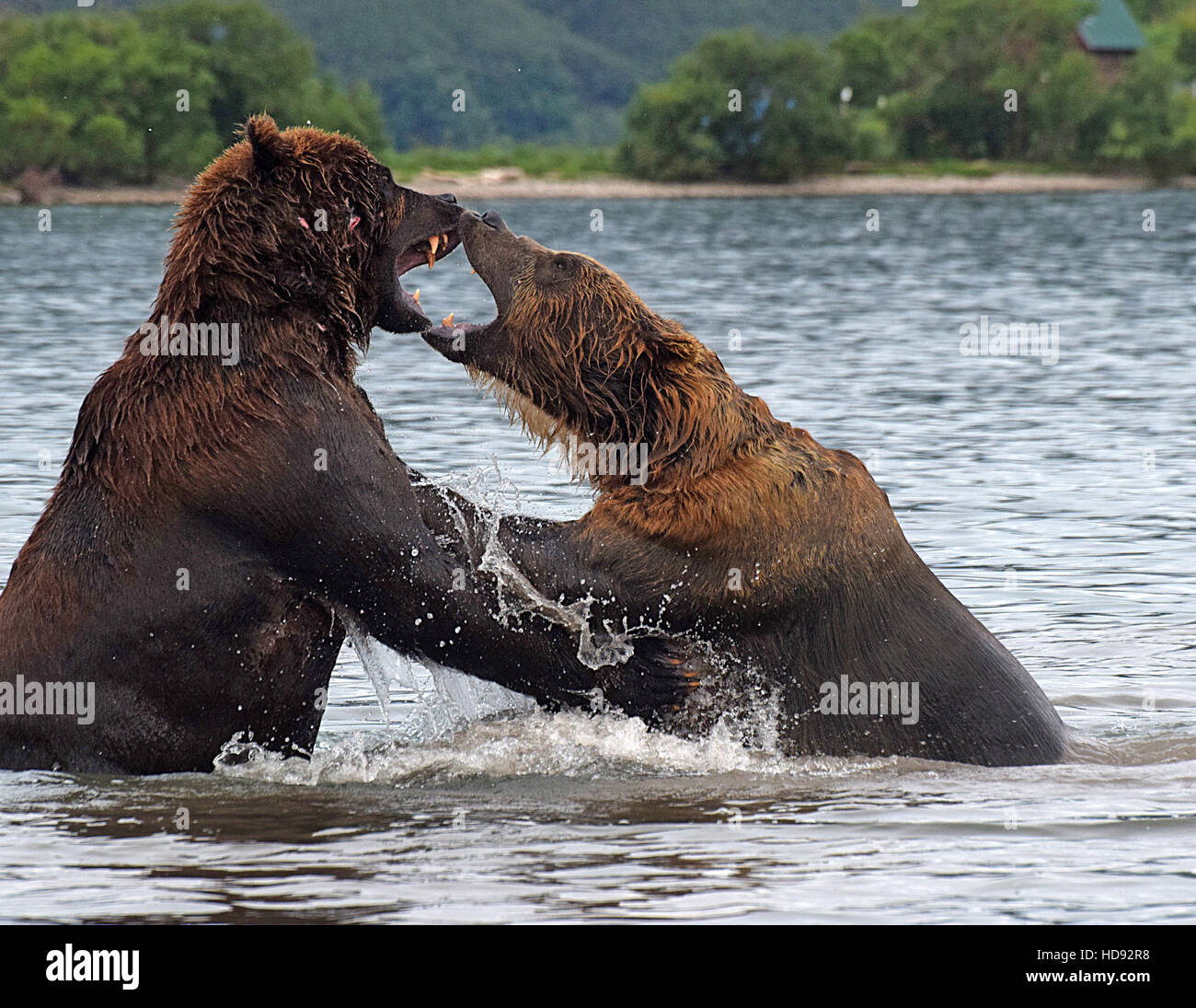 Penisola di kamchatka russia Foto Stock