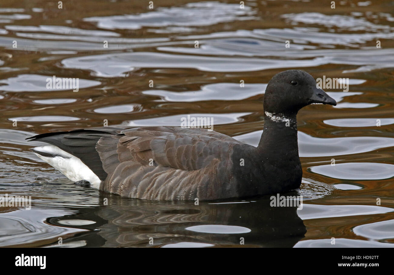 Brent oca / Brent / Branta bernica, nuoto Foto Stock