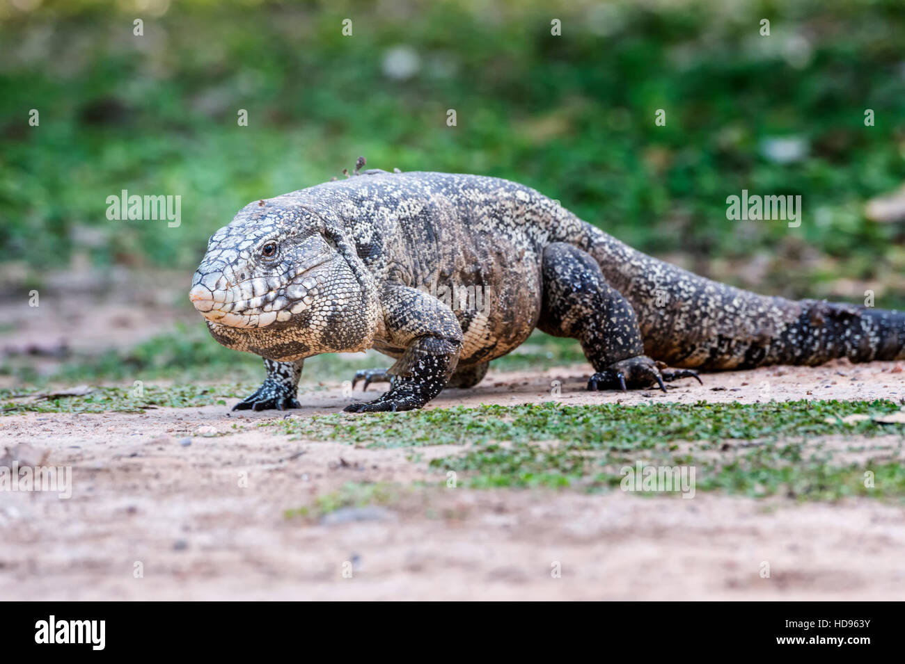 Bianco e nero, Tegu Tupinambis merianae), Pantanal, Brasile Foto Stock