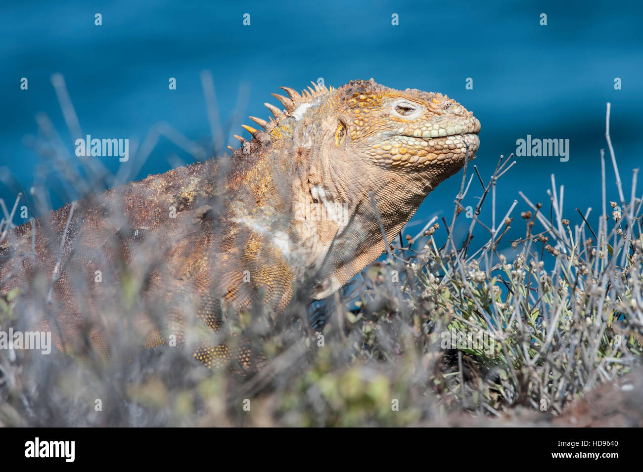 Terra Galapagos Iguana (Conolophus subcristatus), North Seymour Island, Galapagos, Ecuador, Patrimonio Mondiale dell Unesco Foto Stock