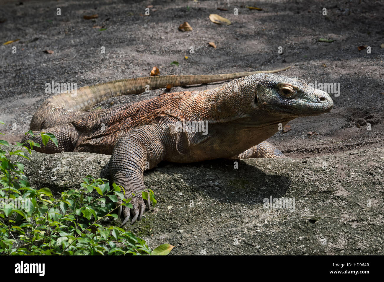 Drago di Komodo (Varanus komodoensis) Foto Stock
