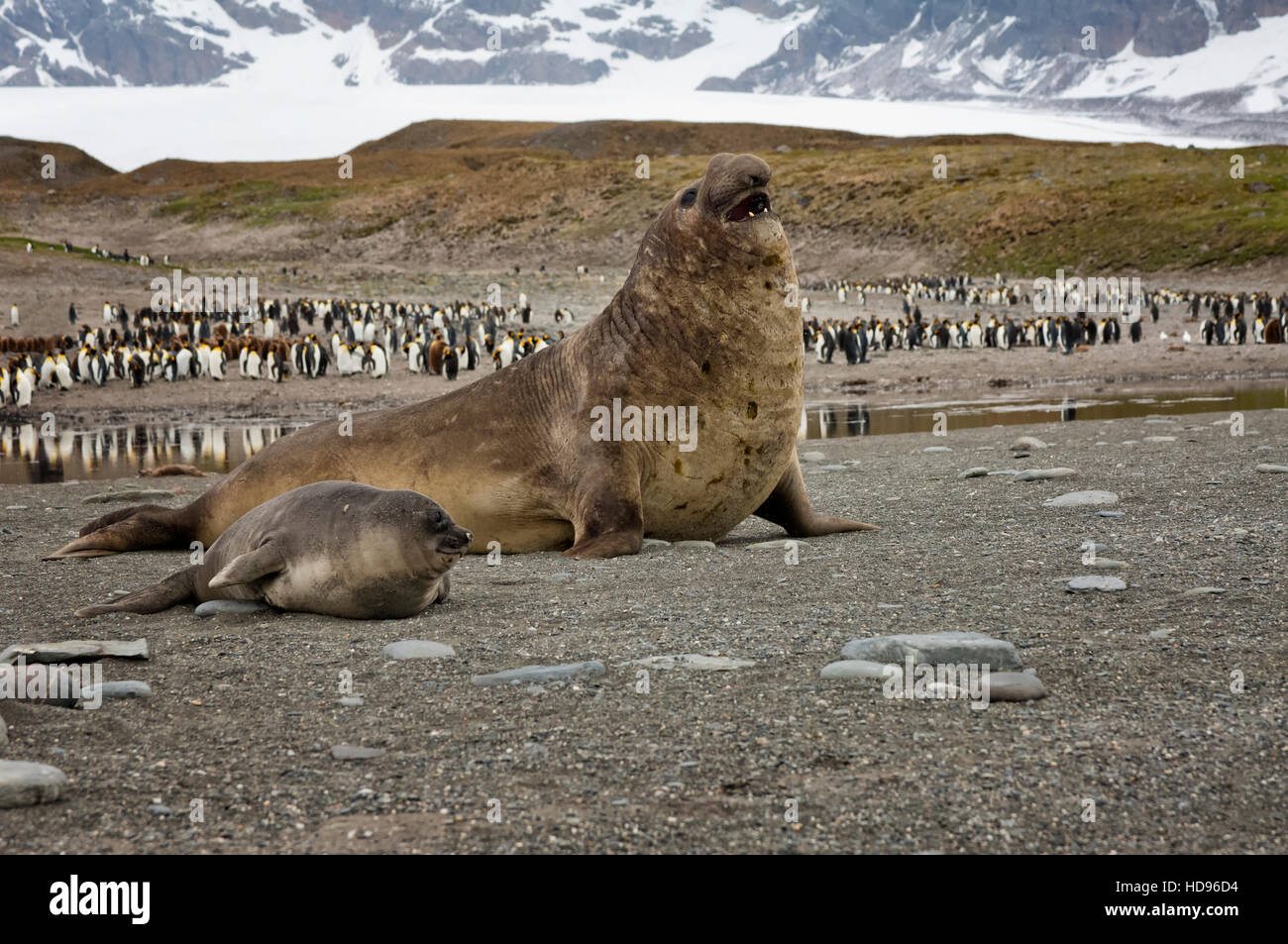 Elefante meridionale guarnizioni (Mirounga leonina) nella parte anteriore di un re colonia di pinguini, St Andrews Bay, Isola Georgia del Sud Foto Stock