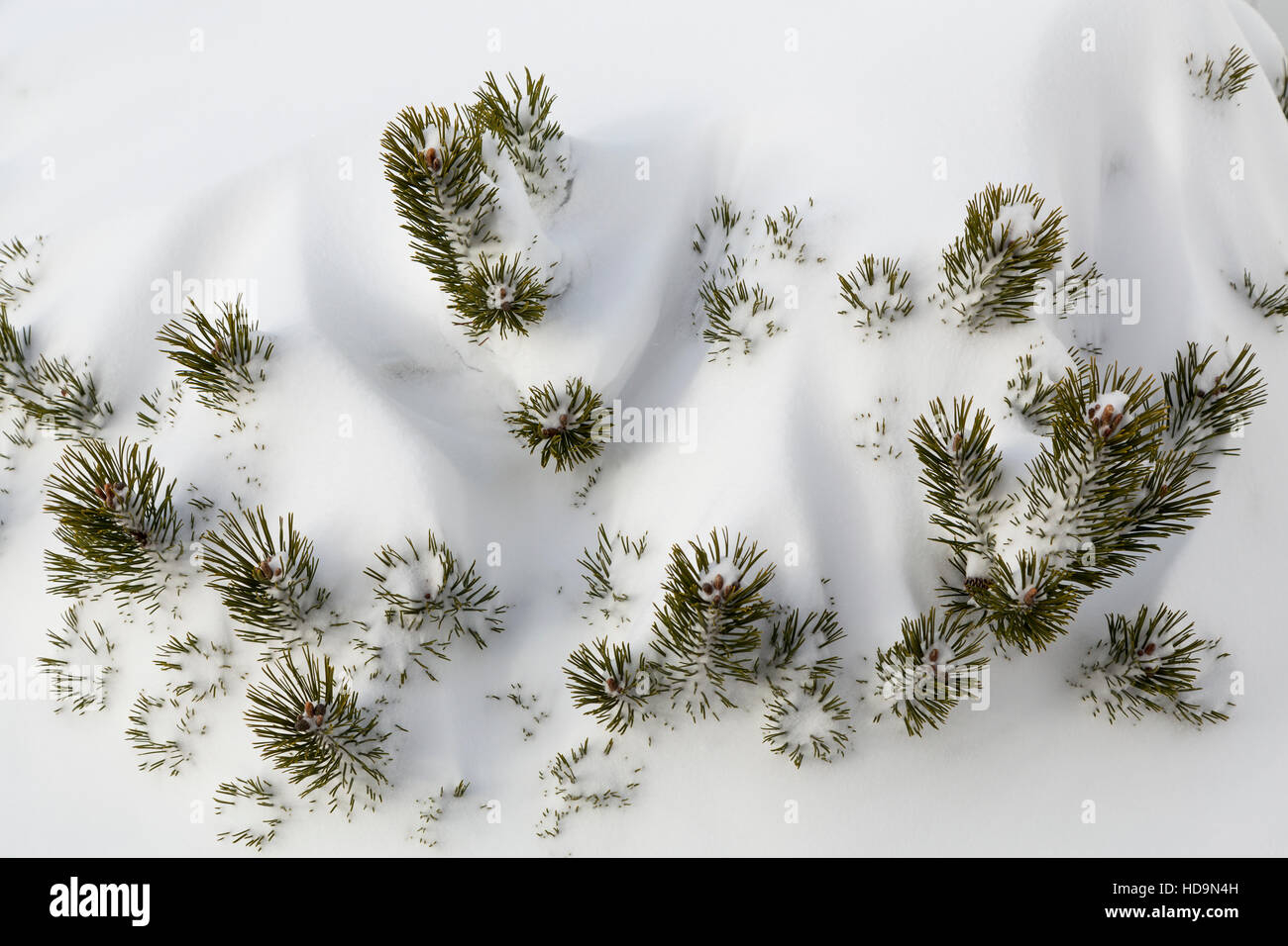 Un pino mugo in snow drift dopo una bufera di neve in Winkler, Manitoba, Canada. Foto Stock