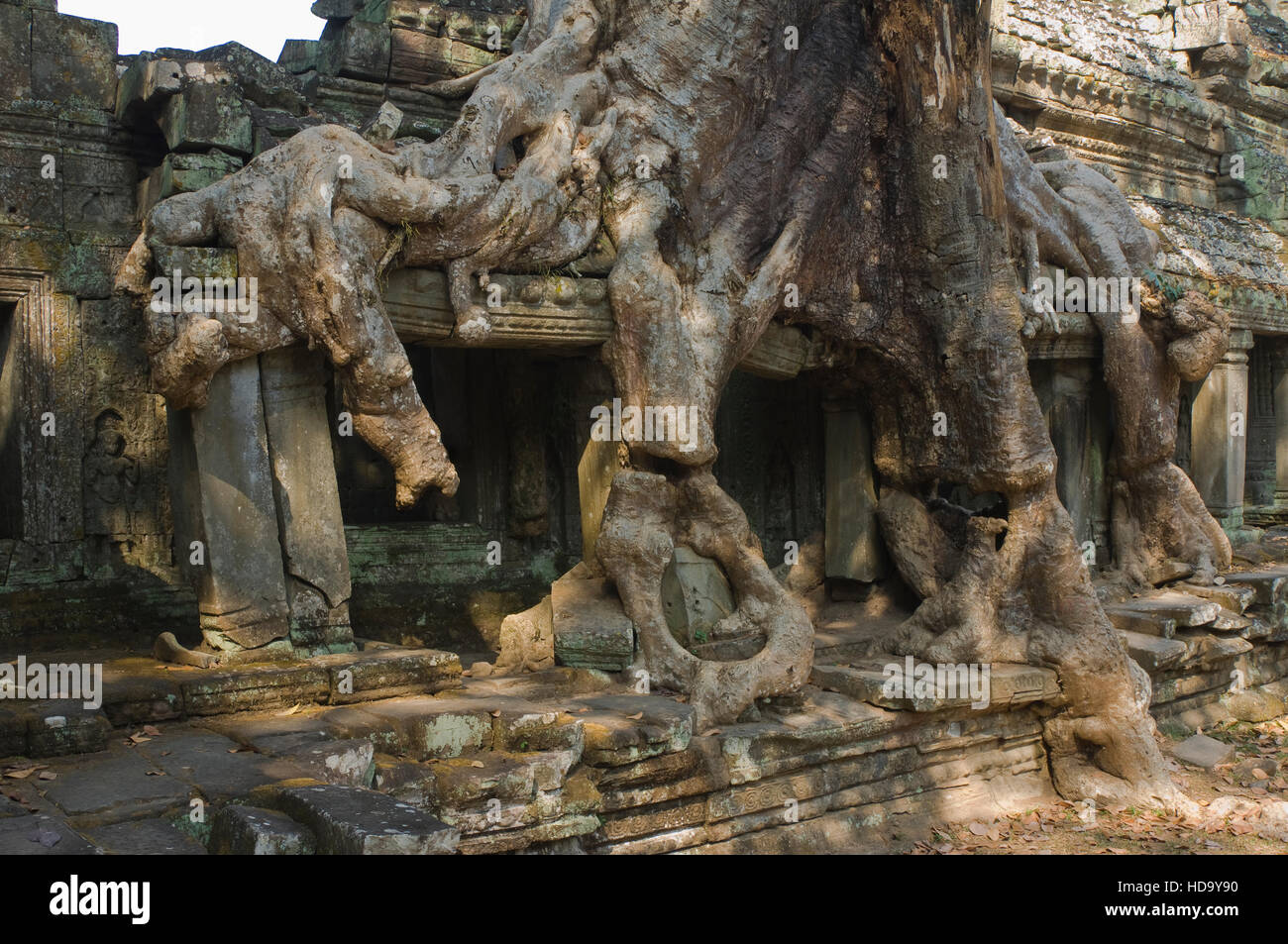 Ebano invadendo le rovine di Preah Khan, tempio di Angkor, Siem Reap, Cambogia, Patrimonio Mondiale dell UNESCO Foto Stock