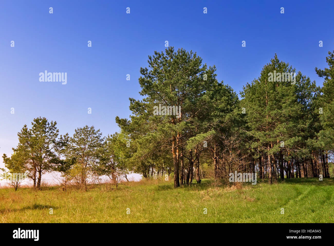 Paesaggio di primavera nella foresta a bordo di una crescente di giovani pini. Foto Stock