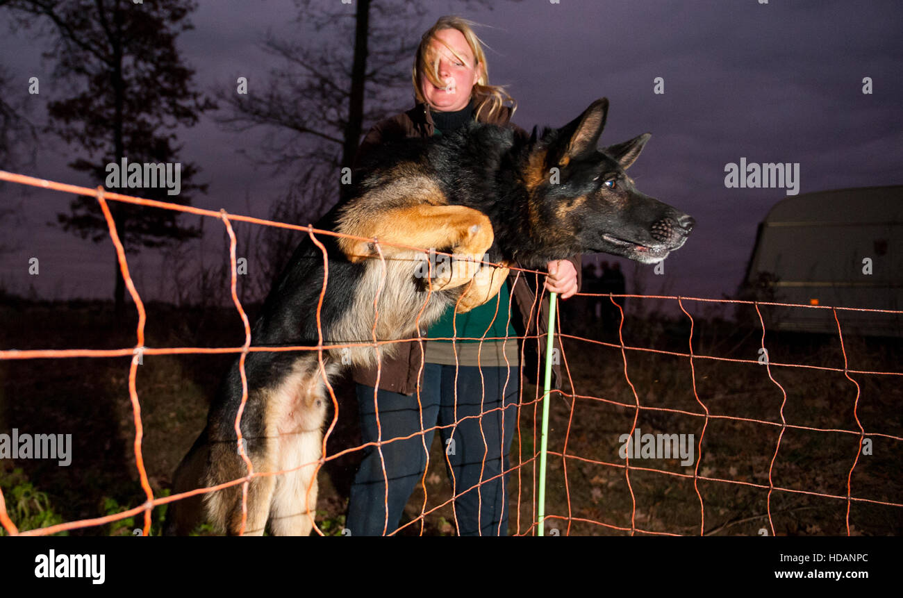 Bei einer dimostrazione zeigt die Schäferin Verena la Jahnke, wie ihr Hütehund Karlos über einen 105 Zentimeter hohen Elektrozaun am 08.12.2016 nahe Südergellersen (Niedersachsen) springt. (Zu dpa 'Klaus und Claus - zwei Maurizio sollen Schafe vor dem Wolf schützen" vom 11.12.2016) Foto: Philipp Schulze/dpa (c) dpa - Bildfunk Foto Stock