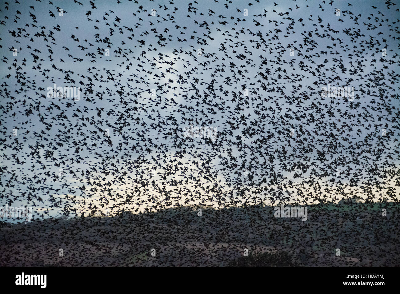 Marazion, Cornwall, Regno Unito. 11 dicembre 2016. Decine di migliaia di storni entrano in a roost su canneti a Marazion Marsh RSPB riserva, con imballaggio curiosi sul ciglio della strada per visualizzare lo spettacolo serale. Credito: Simon Maycock/Alamy Live News Foto Stock
