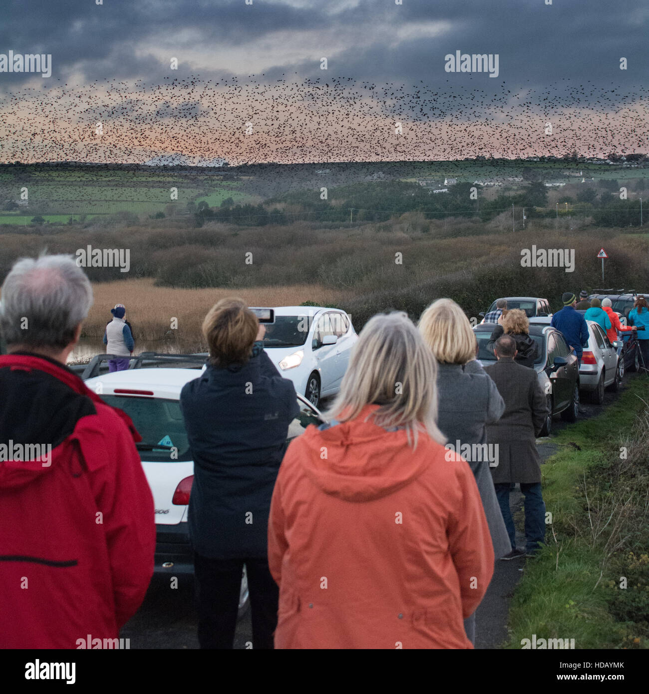 Marazion, Cornwall, Regno Unito. 11 dicembre 2016. Decine di migliaia di storni entrano in a roost su canneti a Marazion Marsh RSPB riserva, con imballaggio curiosi sul ciglio della strada per visualizzare lo spettacolo serale. Credito: Simon Maycock/Alamy Live News Foto Stock
