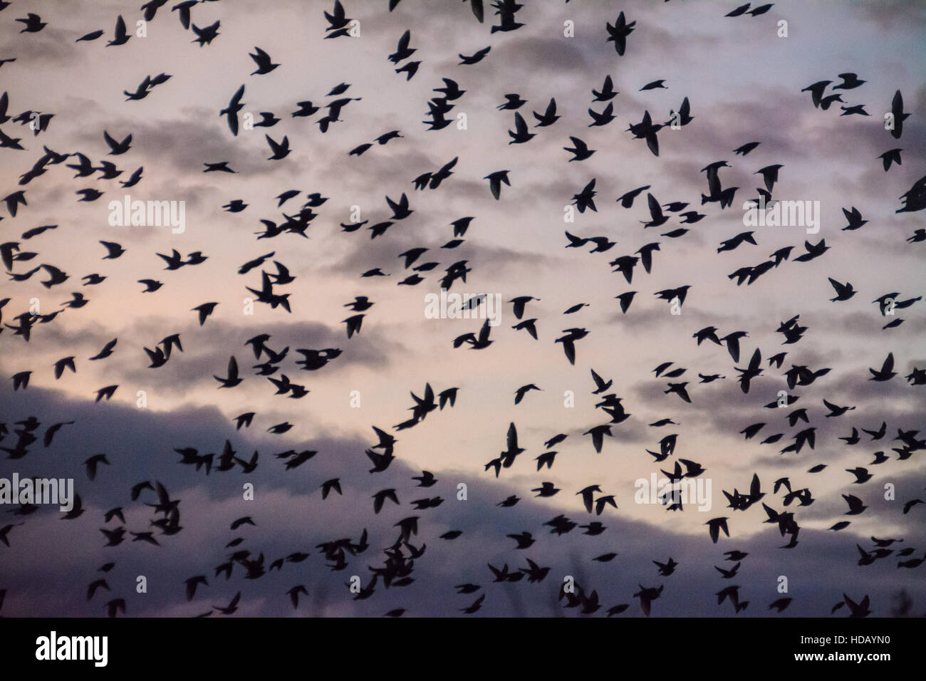 Marazion, Cornwall, Regno Unito. 11 dicembre 2016. Decine di migliaia di storni entrano in a roost su canneti a Marazion Marsh RSPB riserva, con imballaggio curiosi sul ciglio della strada per visualizzare lo spettacolo serale. Credito: Simon Maycock/Alamy Live News Foto Stock