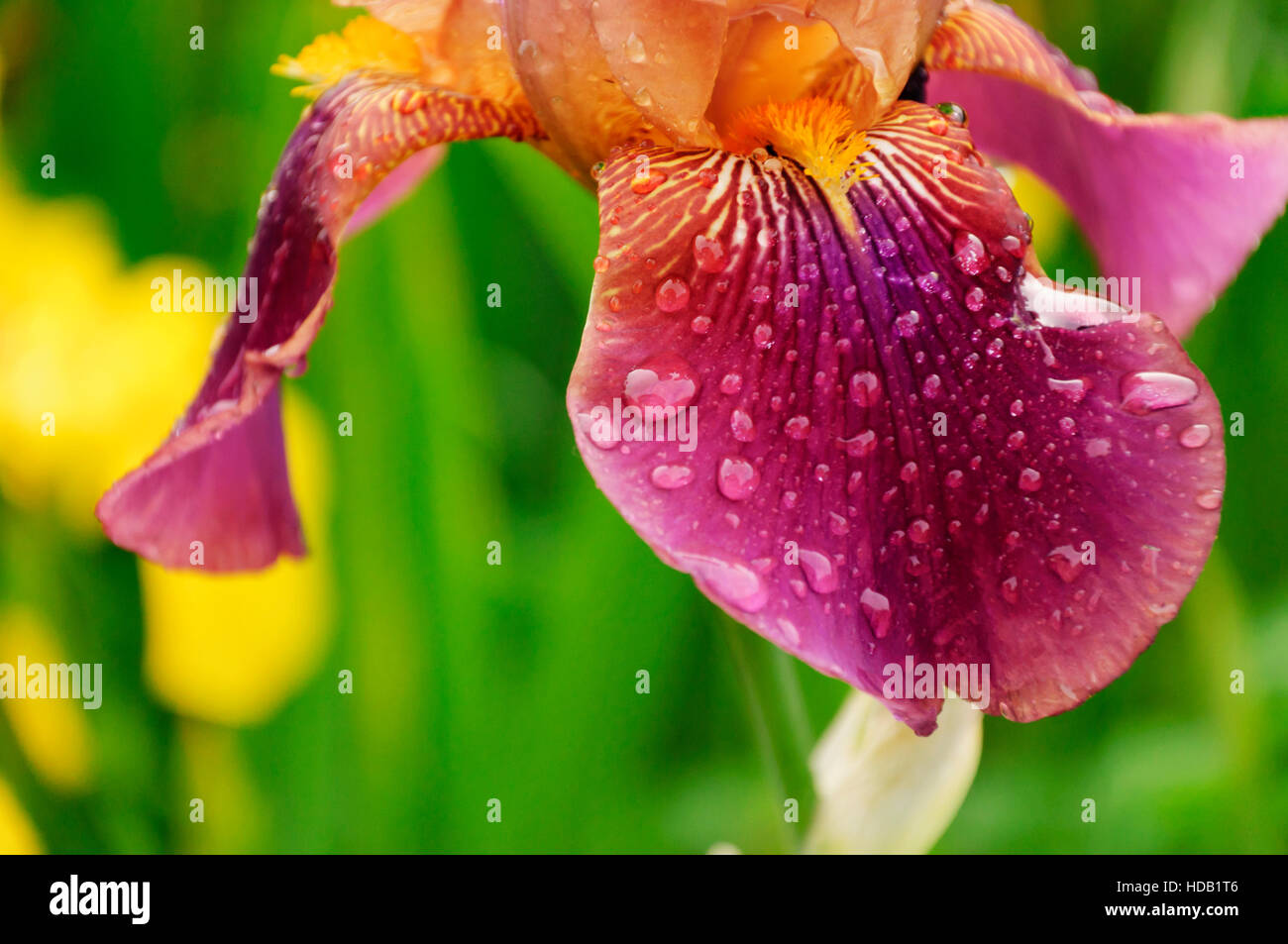 L'iris fiore nel giardino, wet petali dell'iride Foto Stock